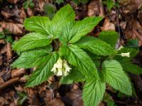 Quirlblättriger Zahnwurz